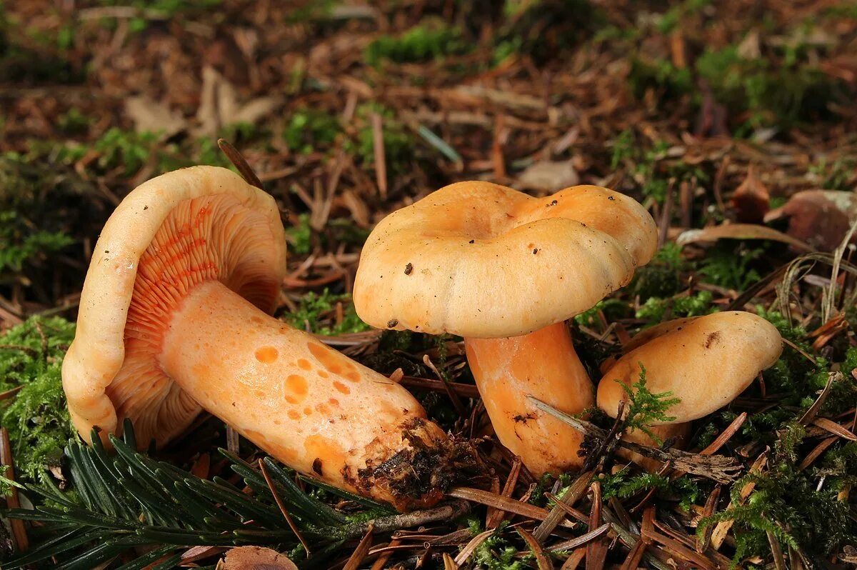 Рыжики грибы. Lactarius salmonicolor. Рыжик еловый. Рыжик Альпийский. Какой гриб рыжик