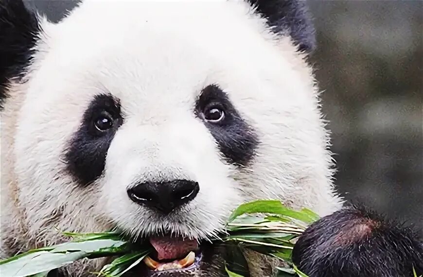 Панды едят мясо. Большая Панда. Панда фото. Панда на бамбуке. Панда кушает.