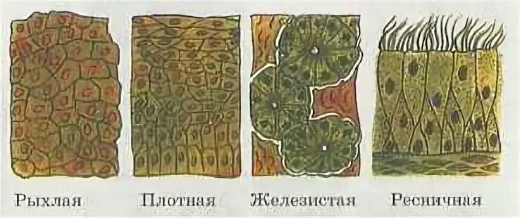 Ткань бывает реснитчатой. Полые пути ткань.