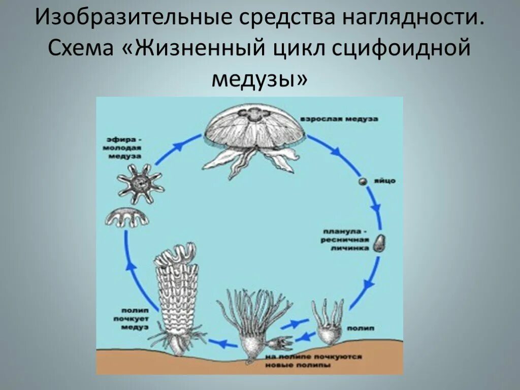 Жизненный цикл медузы Аурелии. Жизненный цикл сцифоидных медуз. Схема развития сцифоидной медузы. Схема жизненного цикла сцифоидных кишечнополостных.