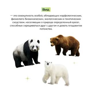 Neofamily биология