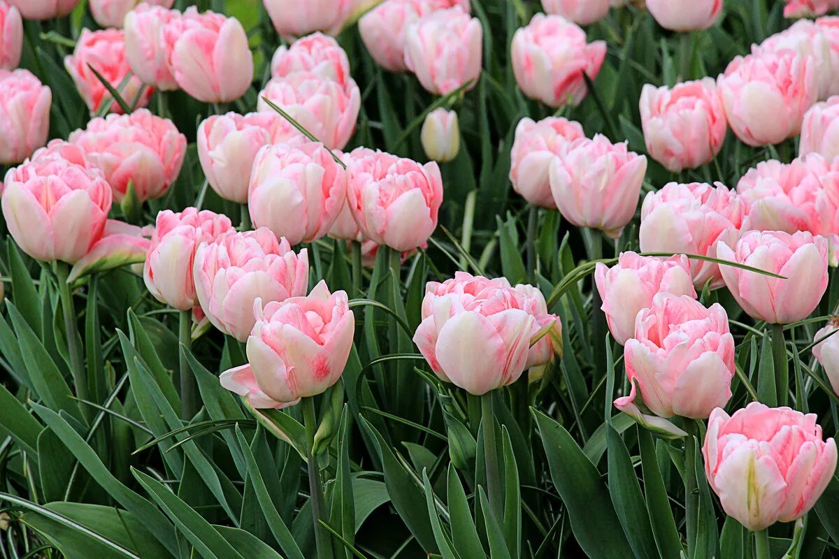 Тюльпан фокстрот (махровый). Характеристика сортов тюльпанов. Тюльпан guus papendrecht. Характеристика сортов тюльпанов. Тюльпан рококо (попугайный).