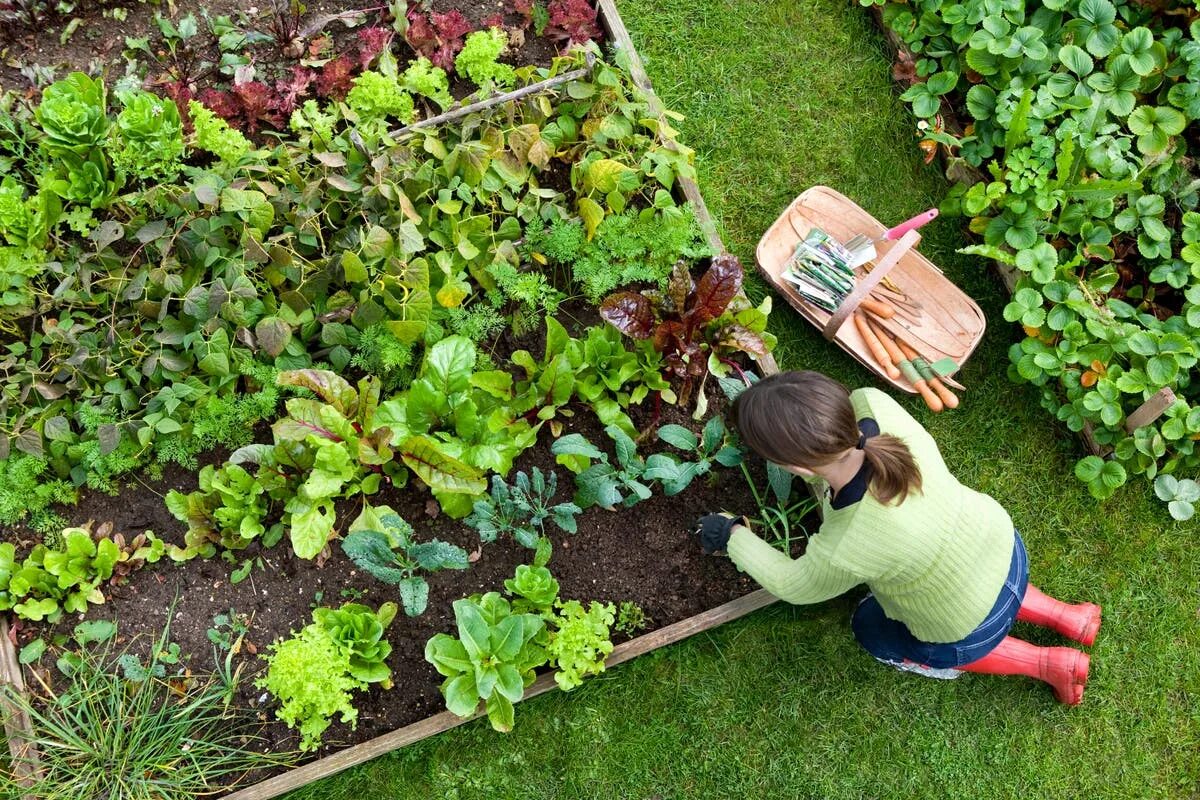 Build a garden