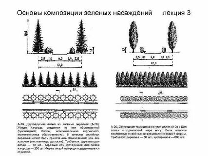 Какое расстояние при посадке туи