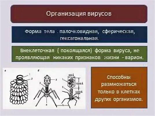 Организация вирусов. Организация генетического аппарата у вирусов. Организация вирусов. Организация вирусов. Организация наследственной информации вирусов.