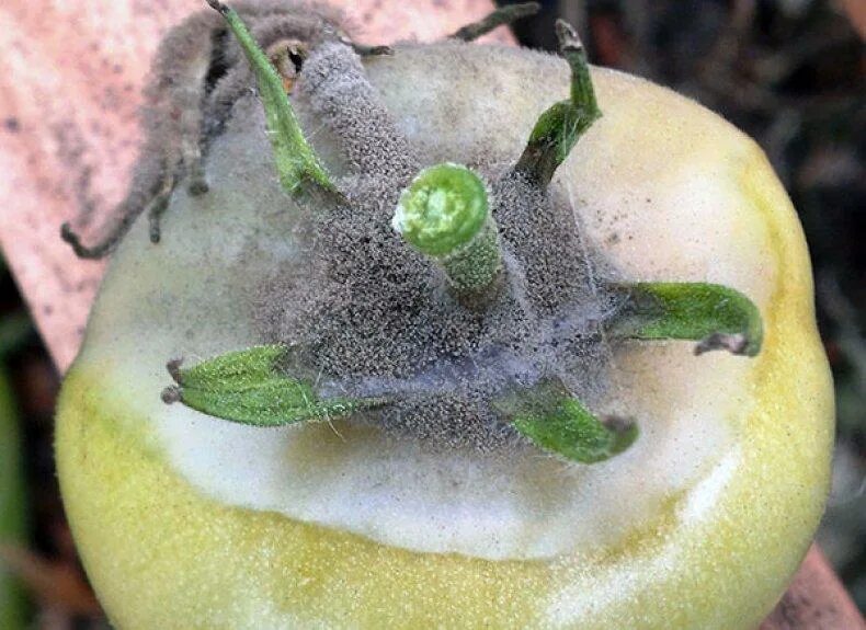 Серая гниль – botrytis cinerea. Антракноз томатов. Серая гниль – botrytis cinerea. Серая гниль на томатах. Томат склеротиниоз белая гниль.