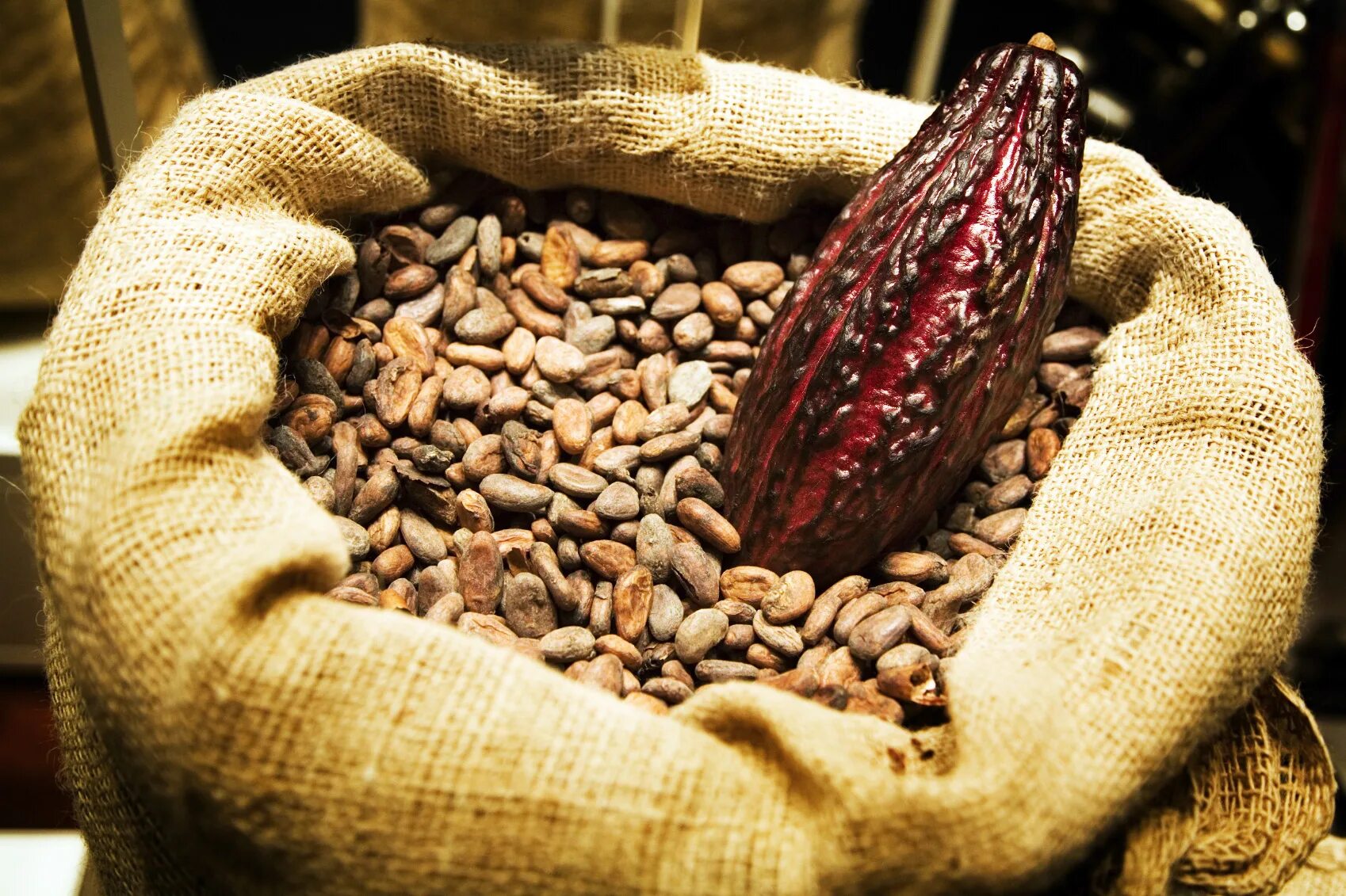 Cocoa какао. Сасао бобы. какао бобы. какао и какао бобы. криолло какао бобы.