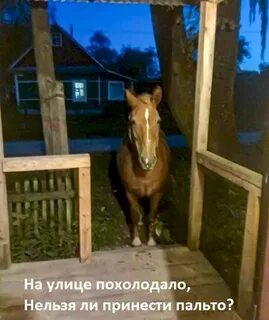 Лошадь в окне