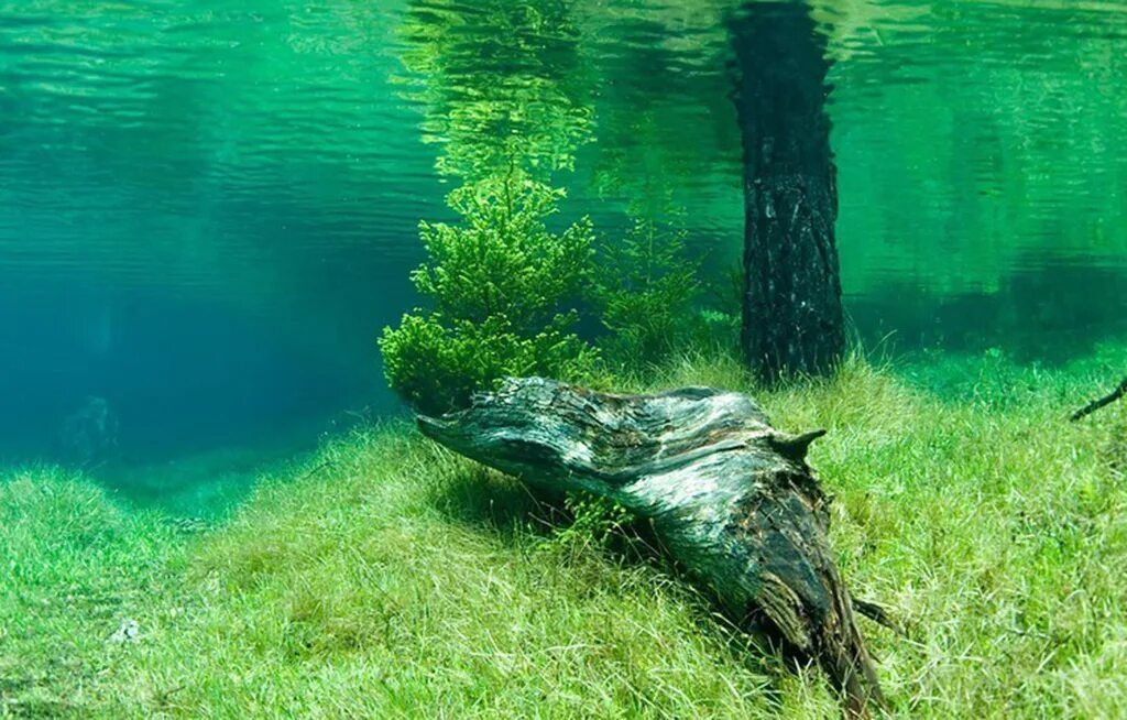 Озеро Грюнер. Австрия зеленое озеро подводный парк. Зеленое озеро Дмитров. Грюнер-зе озеро в Австрии. Зеленая вода в озере