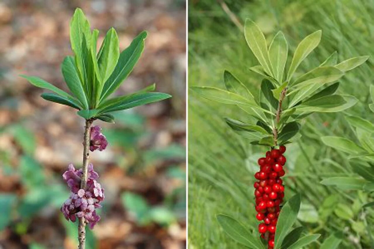 Лыко липовое чесаное. Дафна волчеягодник. Волчеягодник обыкновенный. Волчье лыко (волчеягодник). Дафна волчеягодник.