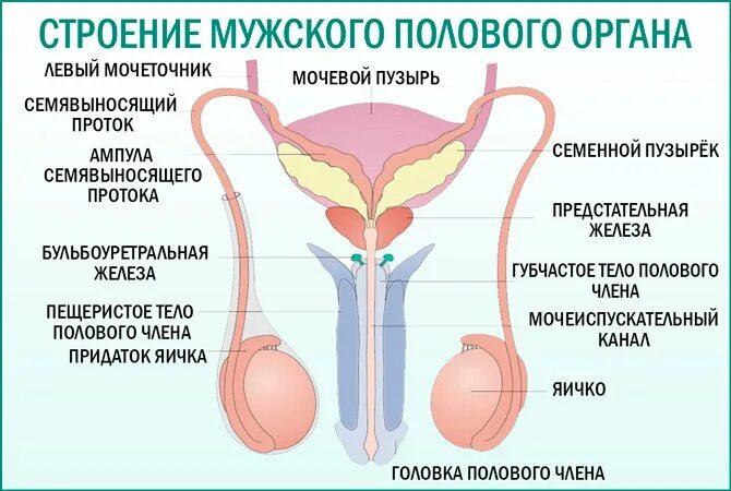 Репродуктивные органы мужчины. Мужская половая система. Строение мужских половых. Строение половой системы. Мужская половая система строение.