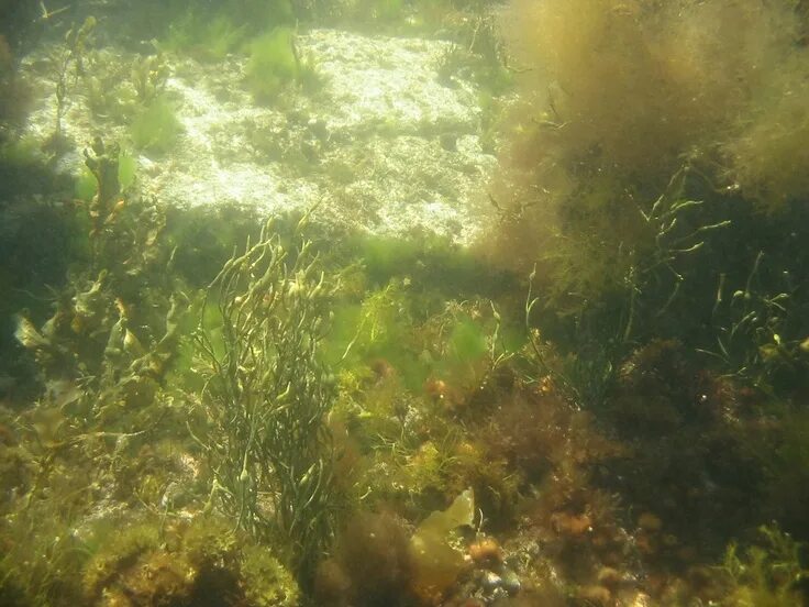 Водоросли обитают только в воде