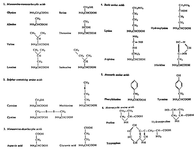 10 формул аминокислот. 20 Аминокислот биохимия. Строение аминокислот биохимия. Плакат аминокислоты. Аминокислота стилизация.