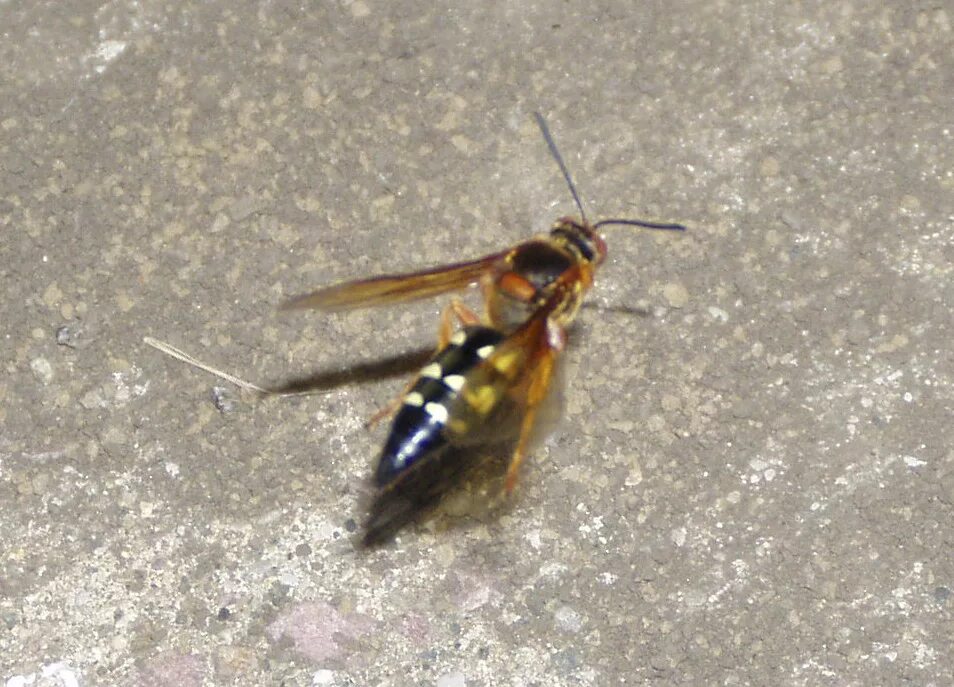 оса ст. шершень и сколия. сколия желтоголовая. оса пелопей укус. оса обыкновенная.