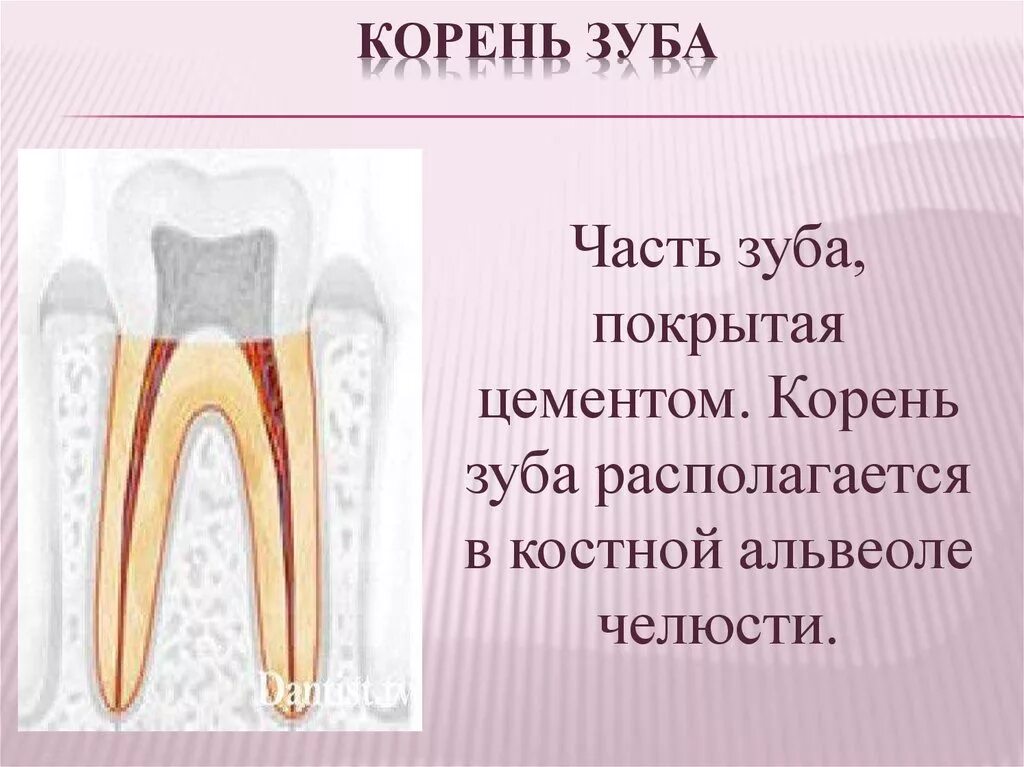 Корень зуба покрыт