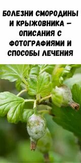 Лечение смородины