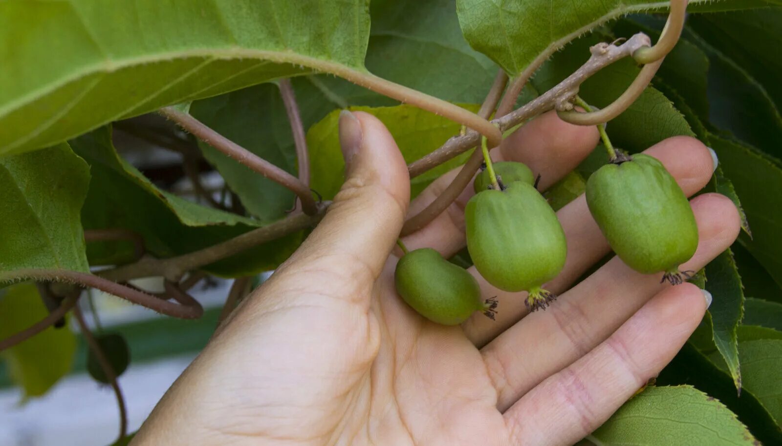 актинидия плоды. актинидия коломикта. актинидия коломикта. актинидия плоды. актинидия аргута кенс ред.