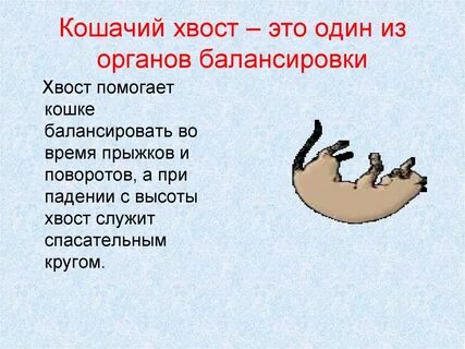 Хвост значение слова