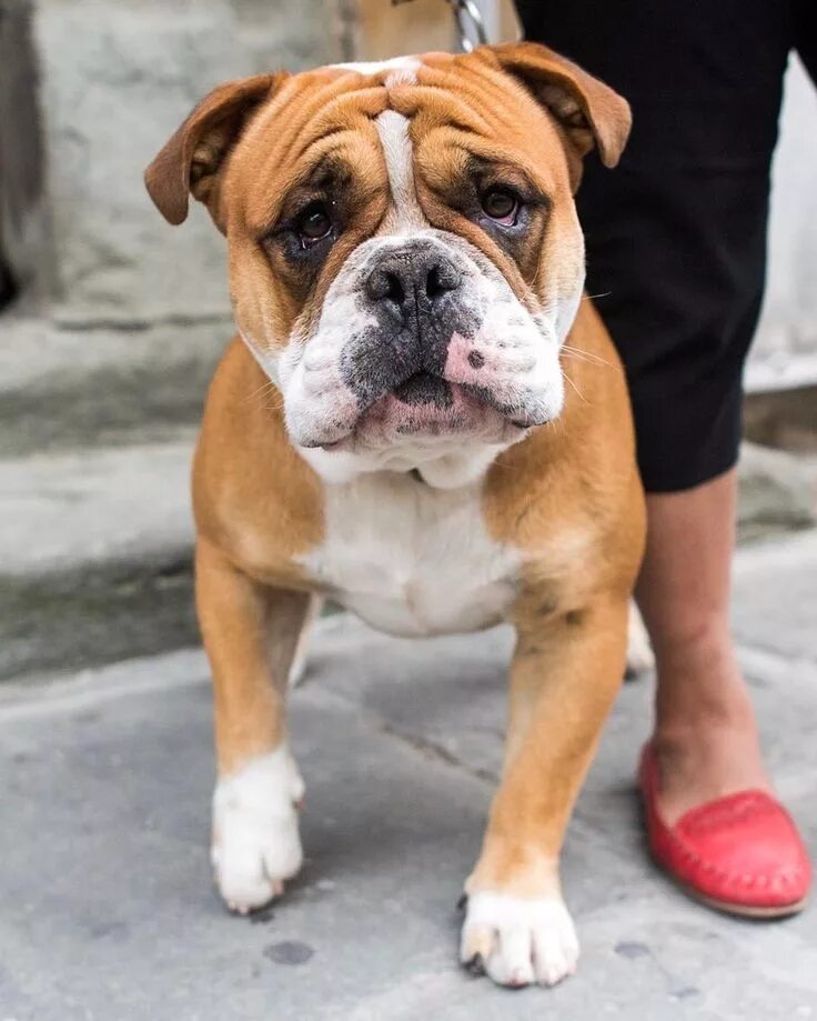 Старый бульдог. Ирландский бульдог. Староамериканский бульдог. Староанглийский бульдог щенки. Английский бульдог начала 20 века.