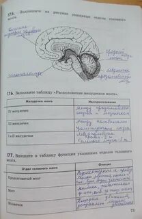Практическая работа изучение головного мозга человека