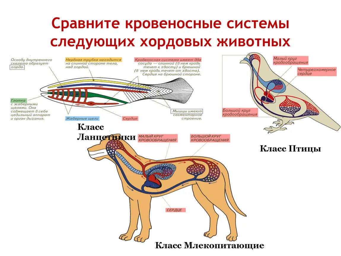 У каких животных один круг кровообращения. Кровеносная система собаки схема. Кровеносная система собаки биология 7 класс. Схемы кровеносных систем позвоночных животных. Схема органы кровеносной системы животных.