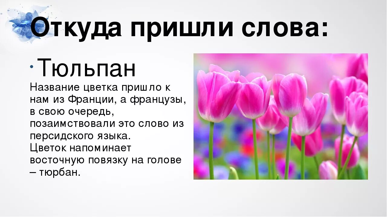 Что обозначает слово где. Проект о цветах. Тема текста цветок. Слова на тему цветы. Тюльпан почему так называется.