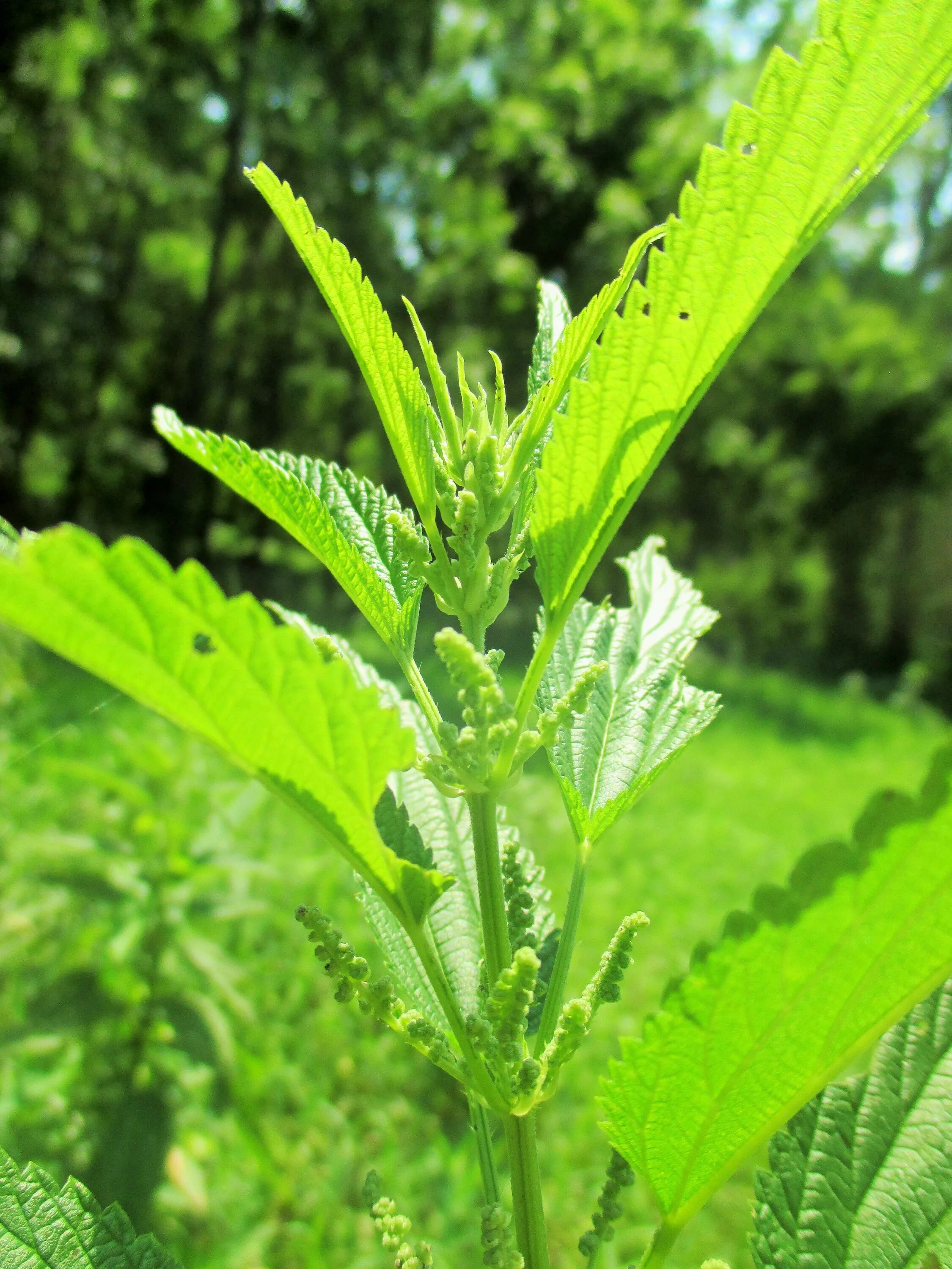 Черная крапива. Крапива жгучая (Urtica urens). Крапива двудомная (Urtica dioica) ареал. Крапива жгучая и двудомная. Крапива (двудомная или жгучая).