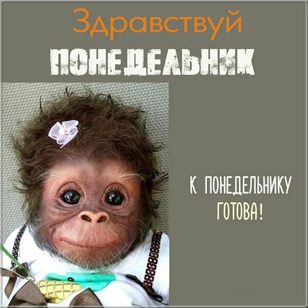 Понедельник картинки прикольные. Здравствуй понедельник. Здрасти понедельник. Обезьяна Настя.
