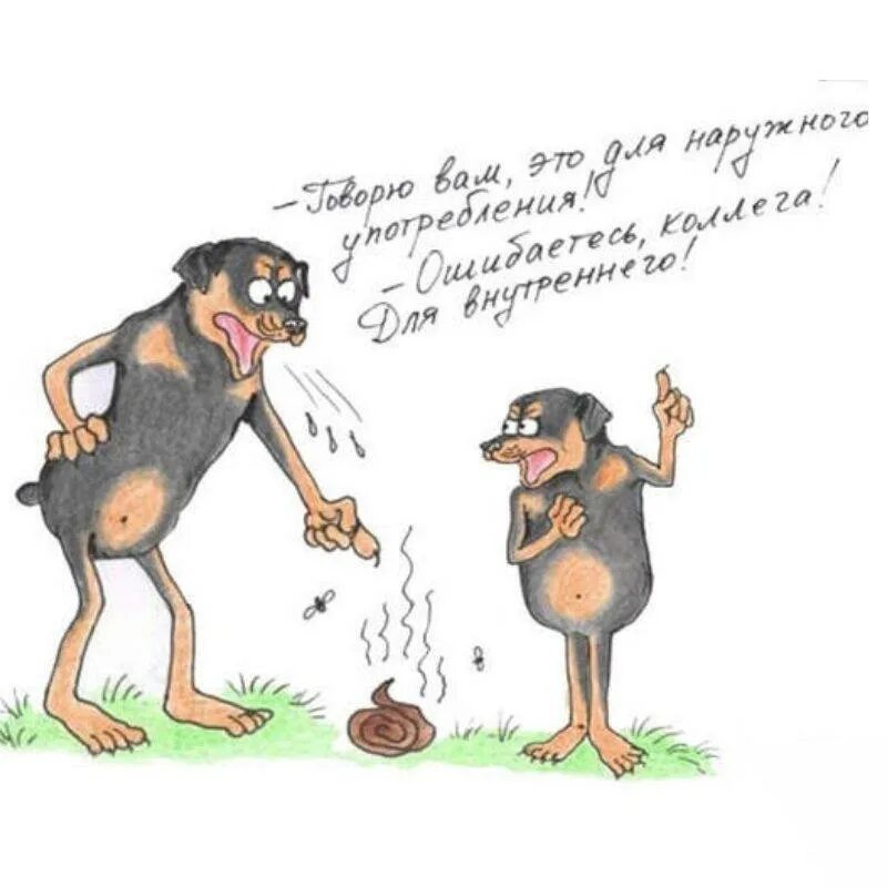 Почему собаки едят экскременты. Почему собаки едят говно. почему собаки едят свои экскременты. почему собаки едят свои какашки.