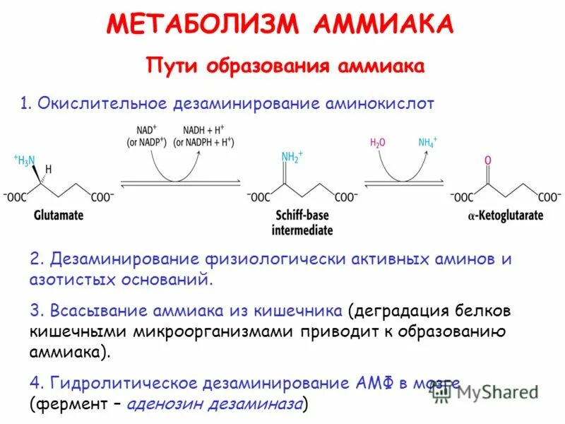 этапы метаболизма железа в организме биохимия. общая схема метаболизма билирубина в организме. метаболизм кишечника. короткоцепочечные жирные кислоты в кишечнике. короткоцепочечные жирные кислоты.
