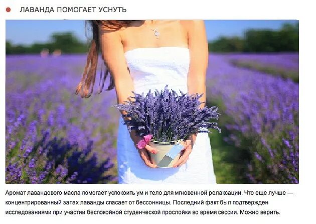 листья растений с запахом лаванды. запахло лаванды песня. аромат лаванда и ваниль. запахло лаванды песня. запахло лаванды песня.