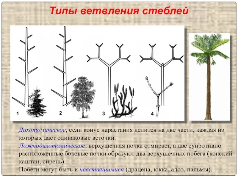 Нарастание растений. Дихотомическое ветвление побега. Дихотомическое ветвление корня. Дихотомическое ветвление плаунов. Ветвление побегов моноподиальное симподиальное дихотомическое.