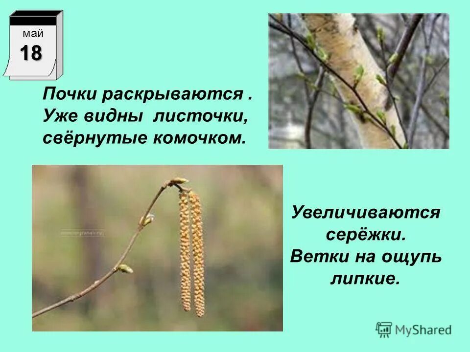 Ольха в магадане куст. Ольха серая соцветия. Серёжки ольхи. Ольха цветочки. Ольха болотная.
