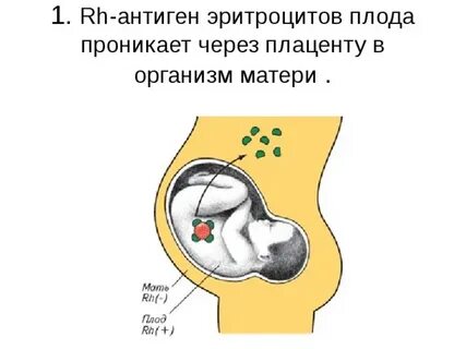 Антитела через плаценту