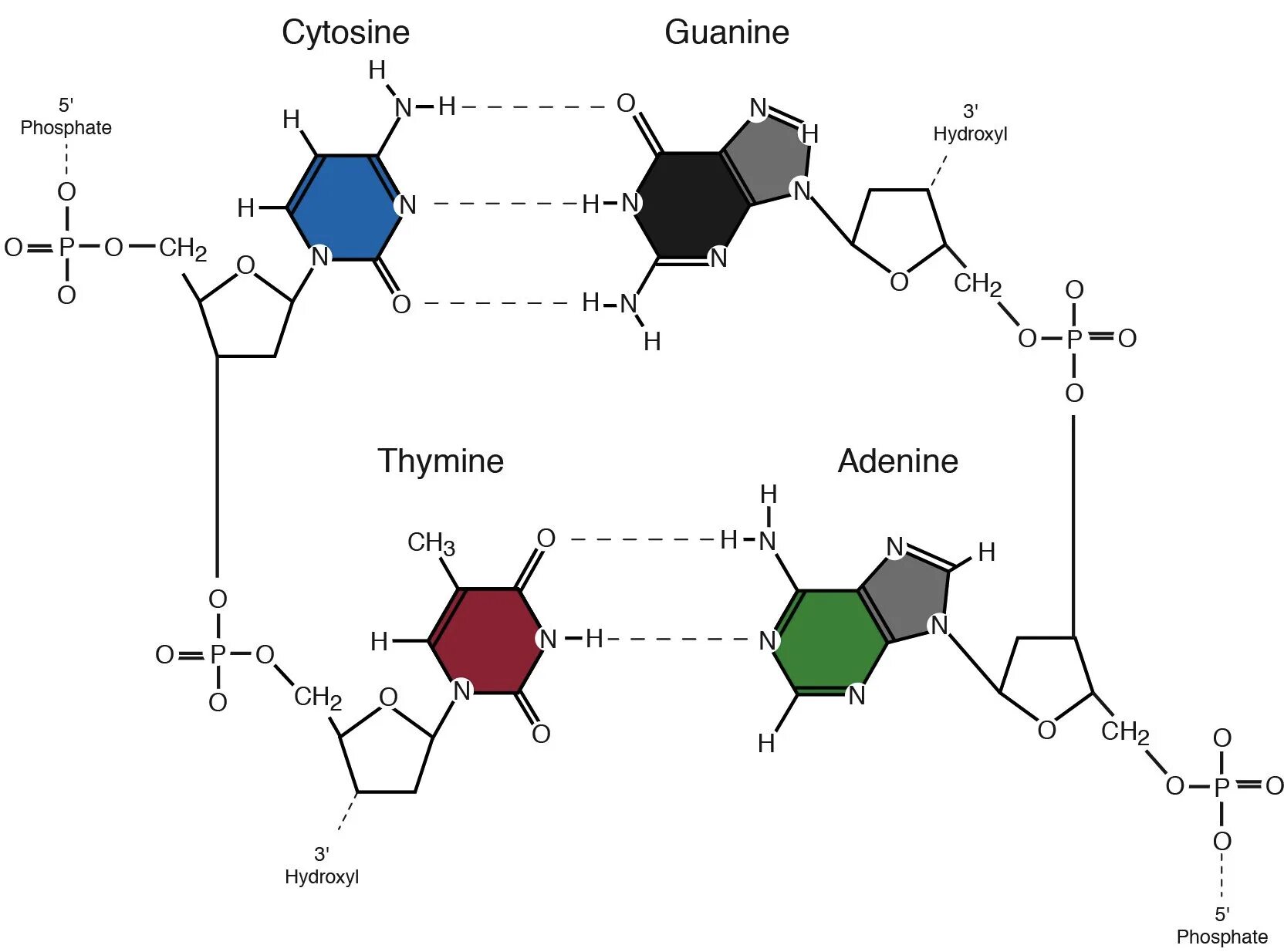 Замена аденина на тимин изменение плоидности клетки. Аденин и аденозин. Соединение аденина и гуанина. Водородные связи между аденином и урацилом. Водородные связи в ДНК.