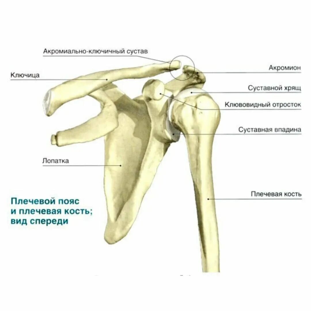 Соединения костей плечевого пояса. Костные структуры плечевого сустава. Строение кости плеча сустава. Анатомия плечевого сустава человека кости. Строение плечевой кости плечевой сустав.