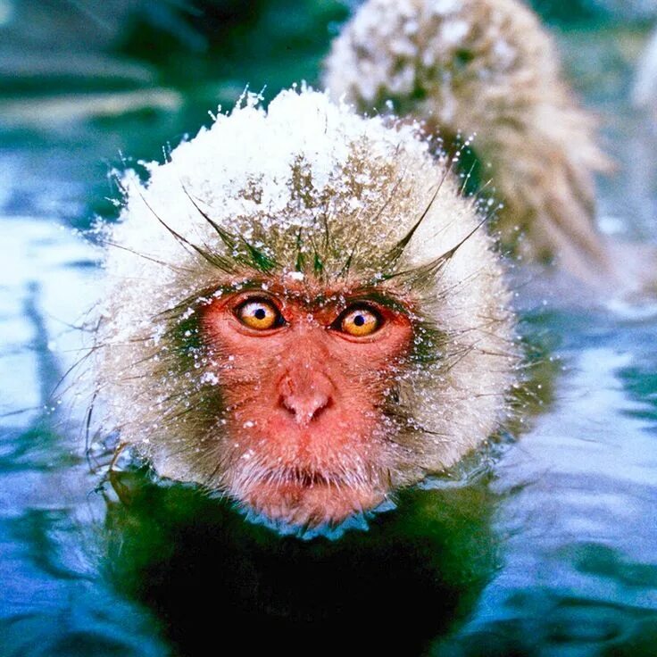 Frozen monkey. Обезьяна зимой. Обезьянка замерзла. Замерзшая обезьяна. Замерзшая мартышка.