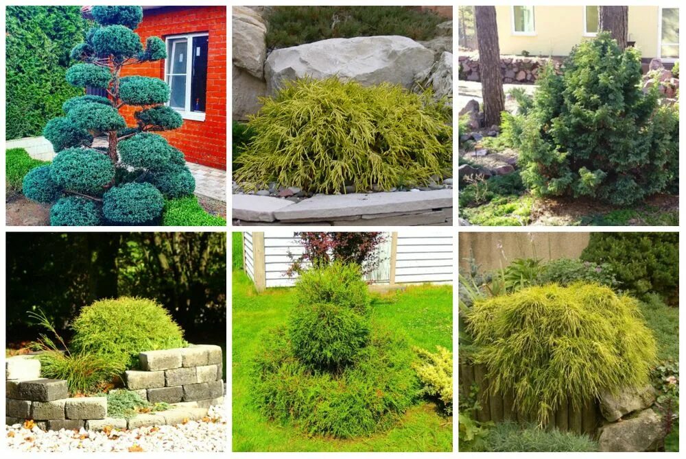 Chamaecyparis (False Cypress) - Hickory Hollow Nursery and Garden Center Evergre