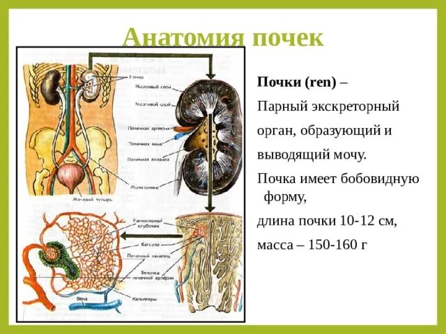 Бобовидная форма почки. Пути выведения мочи анатомия. Анатомия почек человека и мочевыводящих путей. Начальными отделами мочевыводящих путей являются. Экскреторное дерево почки