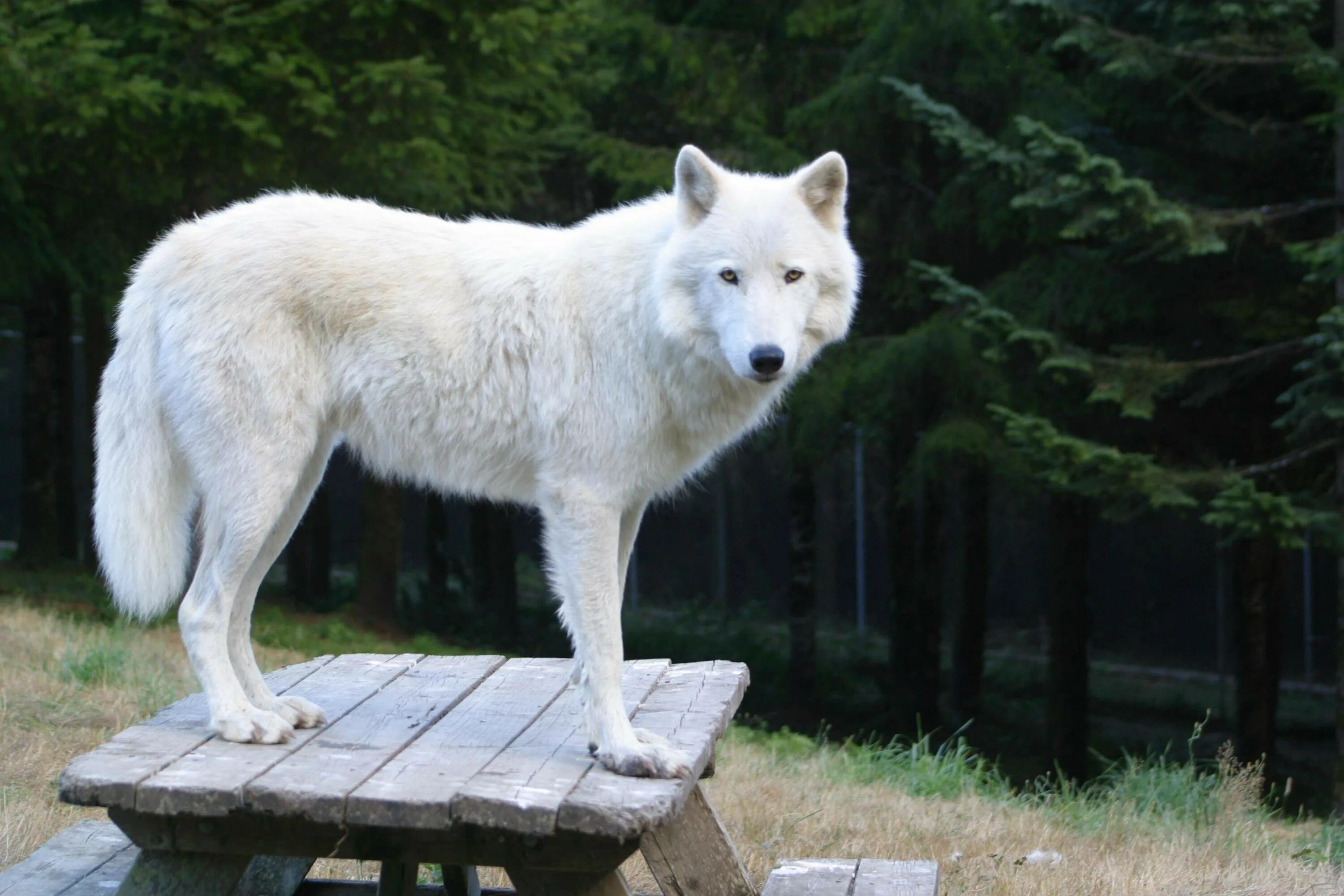 Волк в полный рост. Полярный волк альбинос. Арктический Полярный волк. Макензенский волк. Американская овчарка лютоволк.