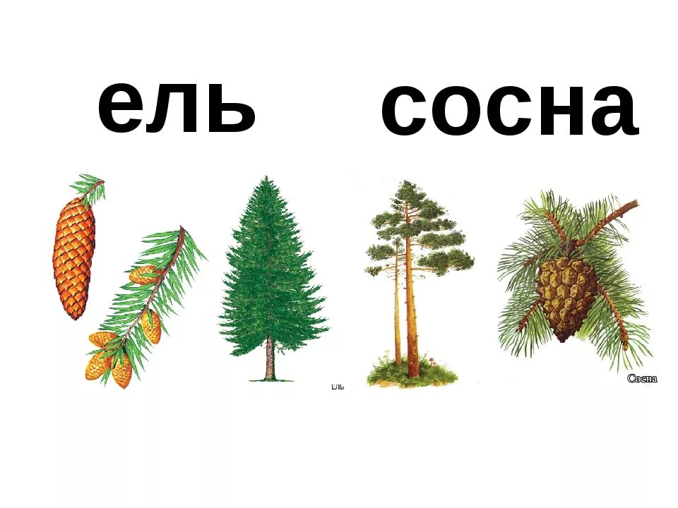 Различия хвойных. Ель и сосна. Ель и сосна отличия. Отличие ели от сосны. Различие сосны от ели.