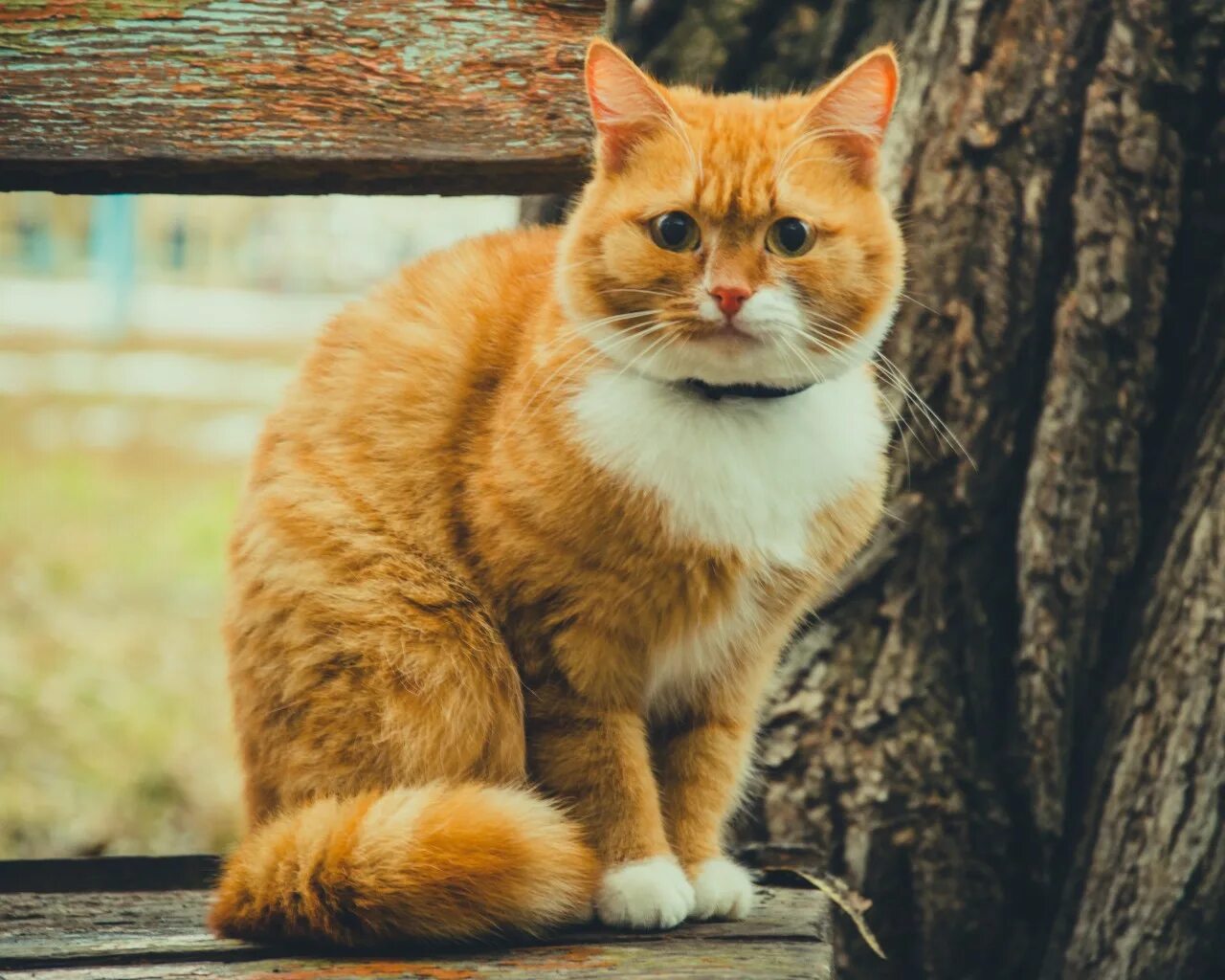 Camelina рыжик. симпатичный рыжик. скачай рыжика. курильский кот рыжик. охос азулес кошка рыжий.
