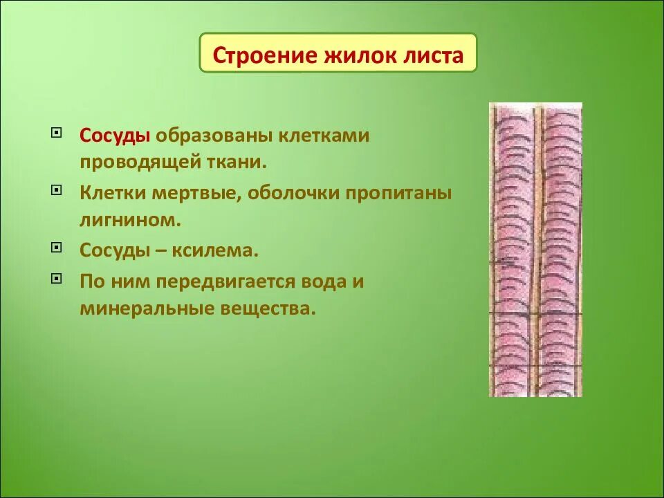 Функции сосудов листа. Клетки проводящей ткани. строение жилки проводящей ткани. клетки проводящей ткани в корне. сосуды листа.