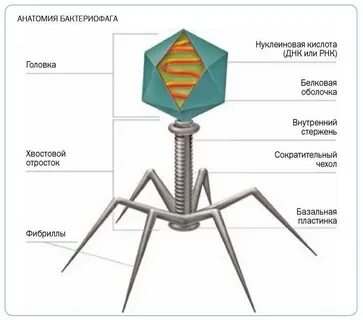 Укажите структуры бактериофага