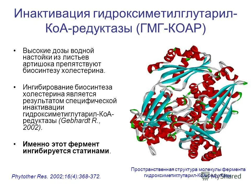 Активаторы гидроксиметилглутарил-КОА-редуктазы. Фермент ГМГ КОА редуктазы. Гидроксиметилглутарил-КОА-редуктаза. Кофермент ГМГ-КОА-редуктазы.