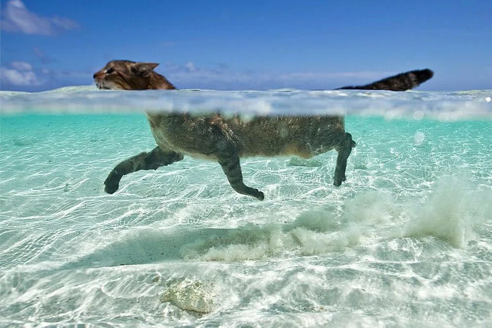 С песней веселее было плыть по скучной. Кот плавает в море. Котик на море. Кот на пляже. Кошка и океан.