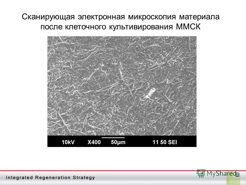 Сканирующая растровая микроскопия. Агрегированные порошки сканирующая микроскопия. Сканирующий и просвечивающий электронный микроскоп. Сканирующая электронная микроскопия микроскоп. Сканирующая микроскопия.