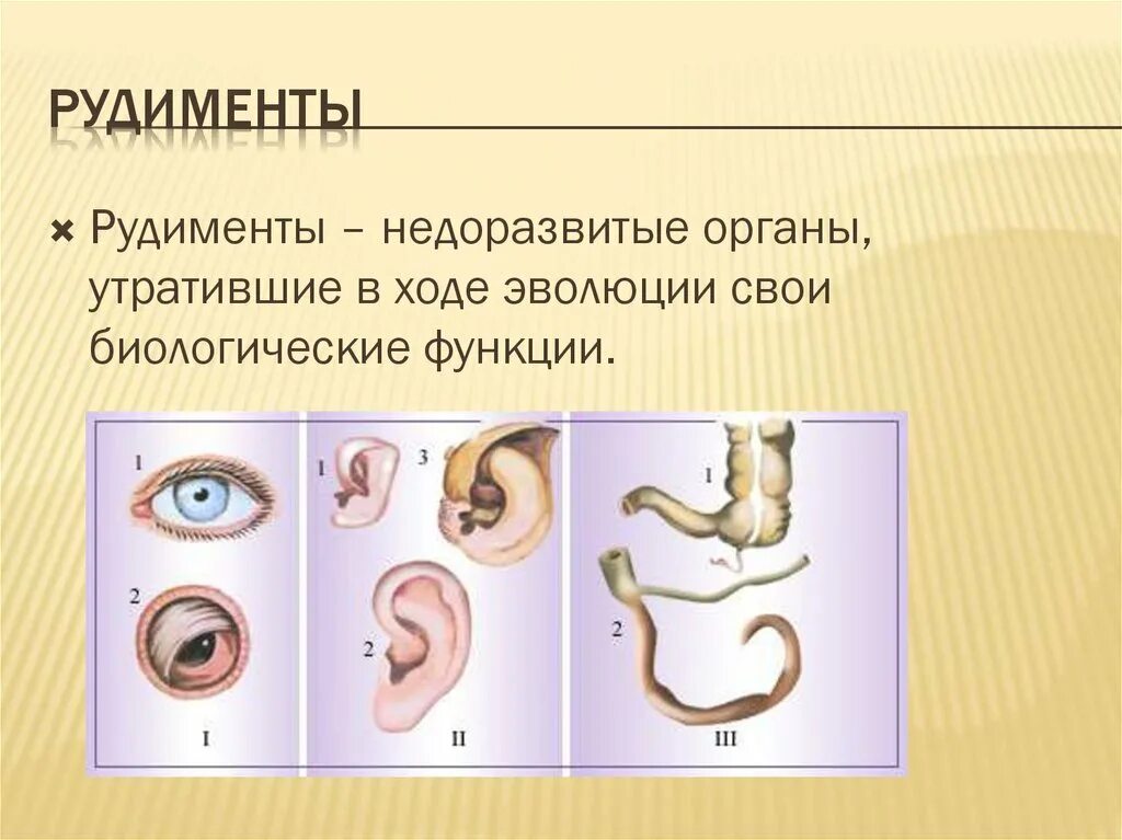 3 примеры рудиментов. Рудименты человека таблица. Рудименты — органы утратившие свои функции.