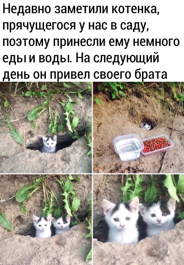 Не заметив котенка