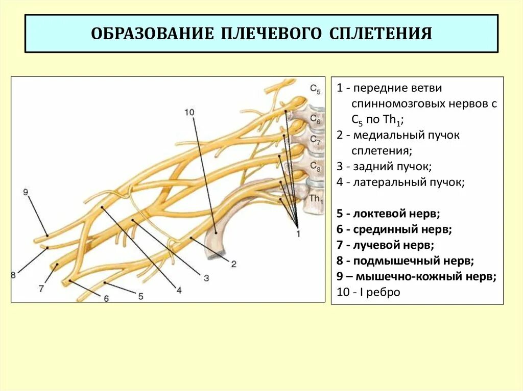 Схема образования плечевого сплетения. Плечевое сплетение формируют передние ветви спинномозговых нервов. Ветви Пучков плечевого сплетения. Схема формирования длинных ветвей плечевого сплетения.